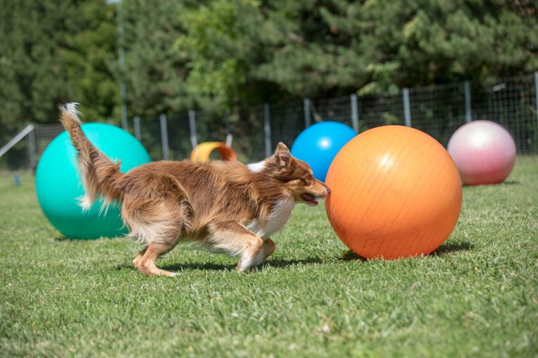 Lire la suite à propos de l’article Treibball : le guide complet pour bien débuter ce sport canin