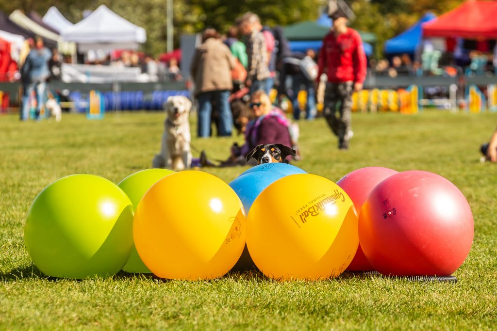 Guide complet sur le treibball - image d'un chien derrière un tas de ballons de gym de toutes les couleurs sur un terrain herbeux en attente des directives de son humain pour pousser les ballons.