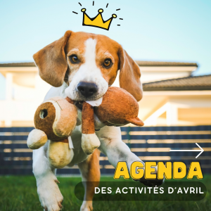 Agenda des activités canines sur Mulhouse et alentours