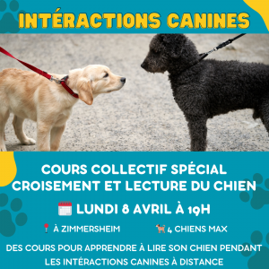 Interactions canines sur mulhouse et alentours