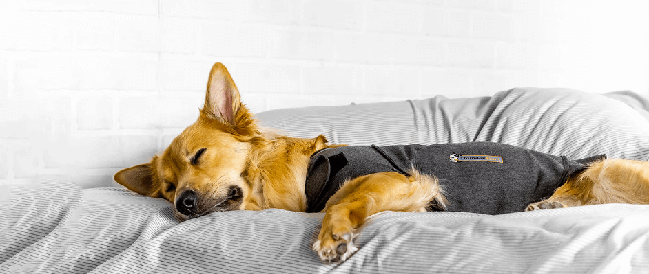 Chien qui dort avec un vêtement de compression. Source : site officiel de Thundershirt