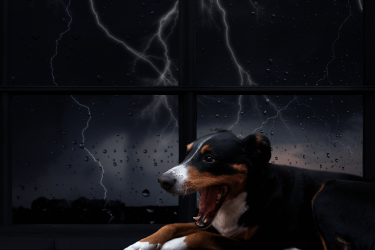 Lire la suite à propos de l’article Mon chien a peur de l’orage et des bruits forts : les solutions efficaces pour calmer son anxiété