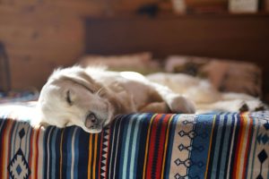 L’anxiété de séparation chez le chien : comprendre, prévenir et traiter