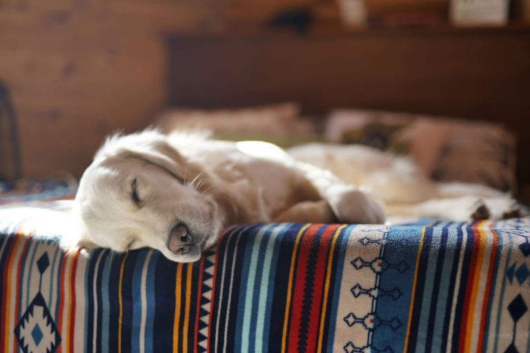 Lire la suite à propos de l’article L’anxiété de séparation chez le chien : comprendre, prévenir et traiter