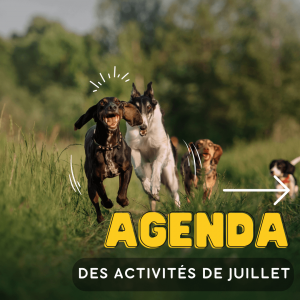 Agenda activités canines mulhouse 1
