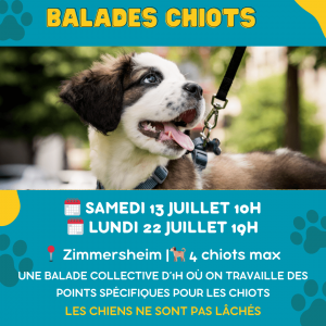 Agenda activités canines mulhouse 6