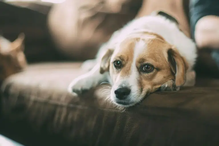 Lire la suite à propos de l’article Comment savoir si mon chien souffre d’anxiété de séparation ?