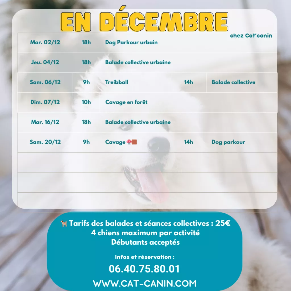 Activités canines décembre