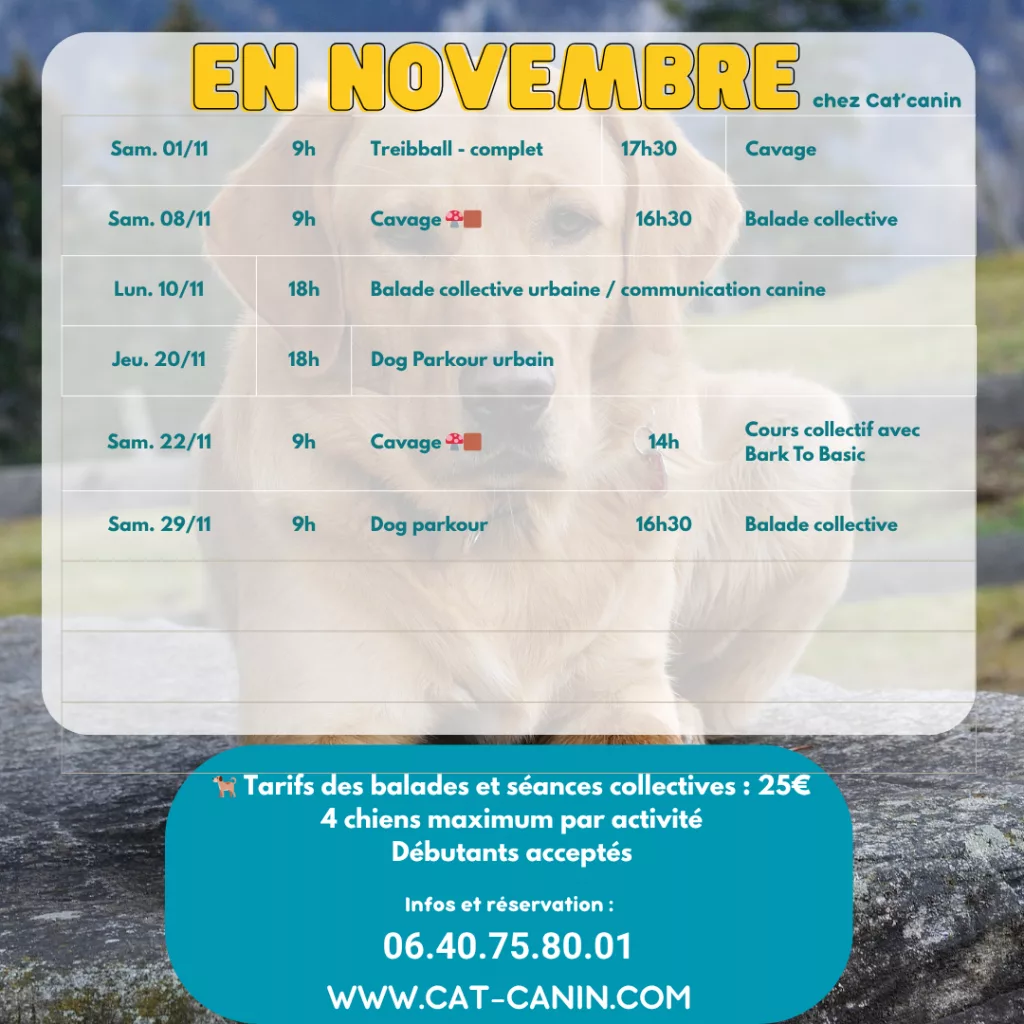 Activités canines novembre